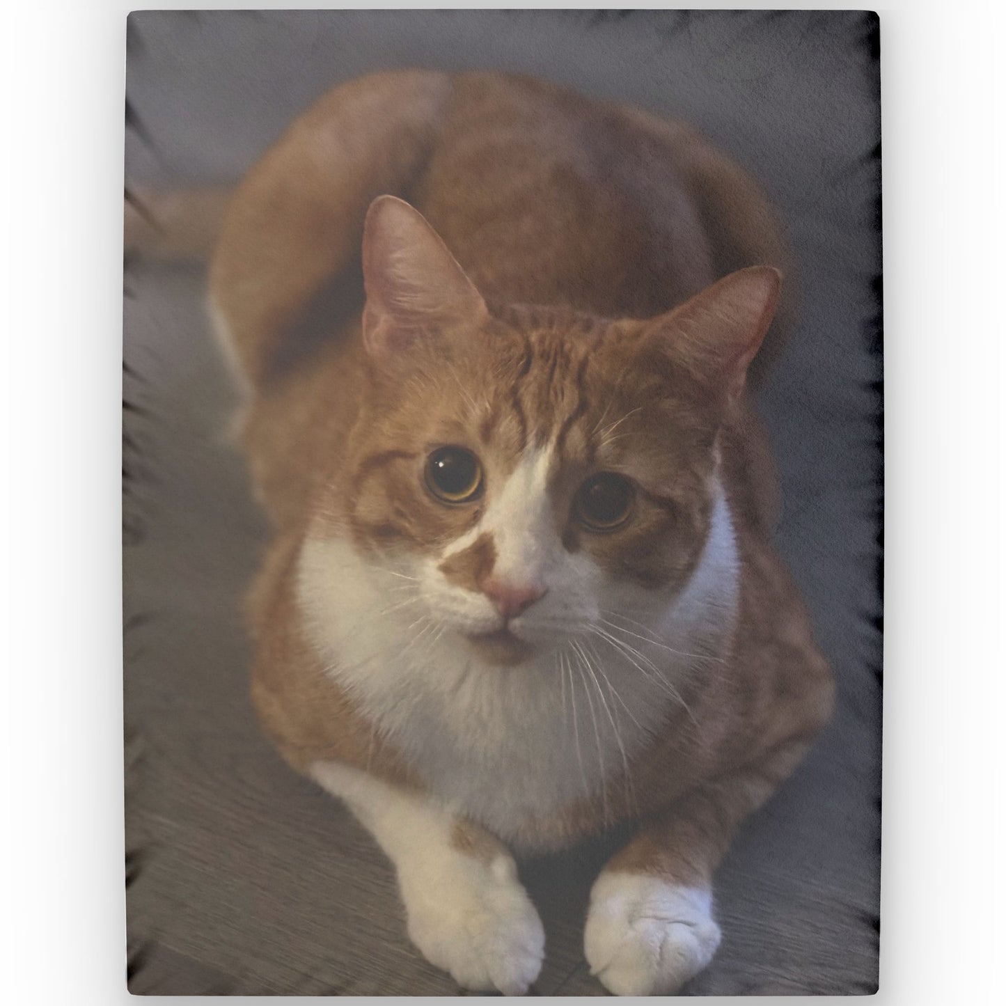 Custom Pet Photo Pillow — Personalized Cat Face Throw Pillow