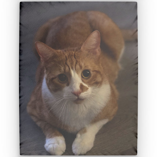 Custom Pet Photo Pillow — Personalized Cat Face Throw Pillow